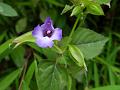 Violet Wishbone Flower